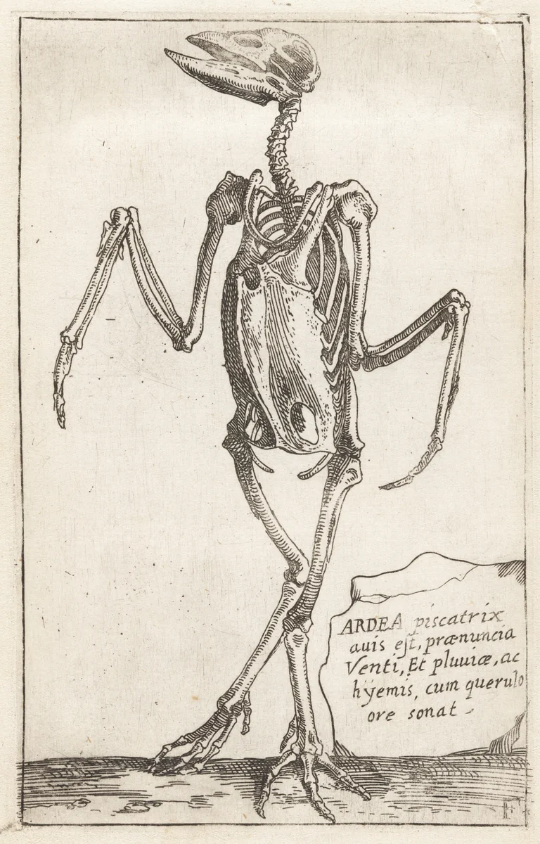 Skeleton of a Heron by Teodoro Filippo di Liagno, print, 1620-1621