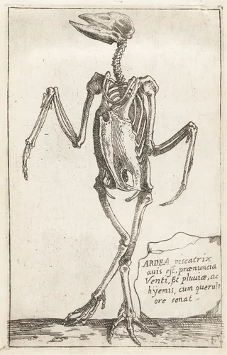Skeleton of a Heron by Teodoro Filippo di Liagno, print, 1620-1621
