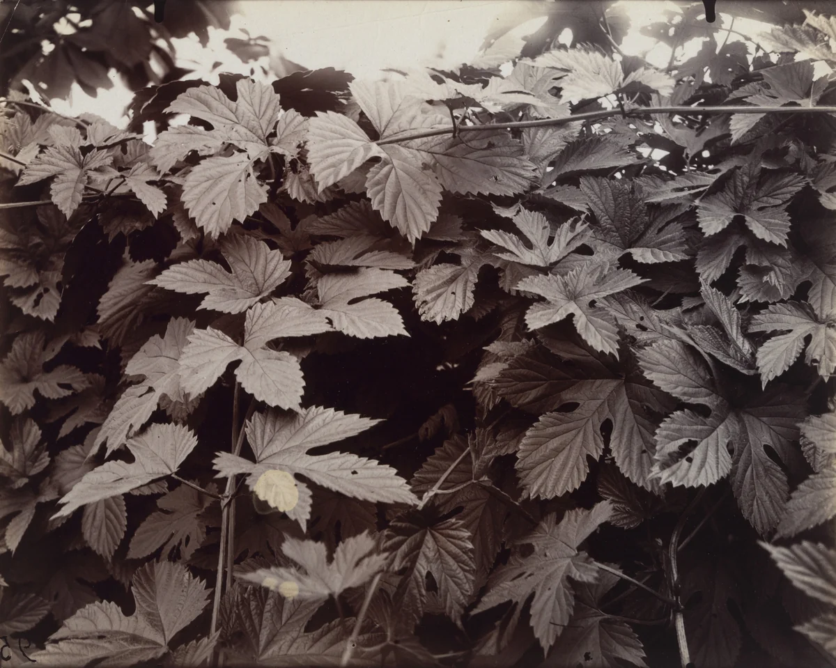 Houblon by Eugène Atget, photograph, 1919