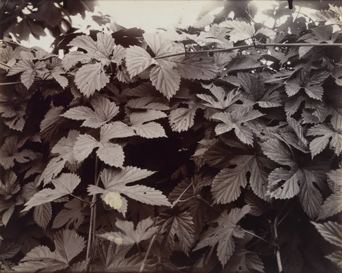 Houblon by Eugène Atget, photograph, 1919