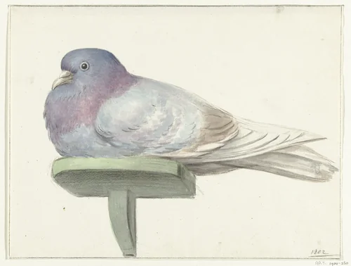 Duif, zittend op een plankje by Jean Bernard, drawing, 1802