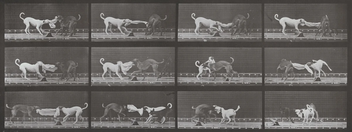Plate Number 715. "Ike," "Maggie," etc. tugging at a towel by Eadweard Muybridge, photograph, 1887