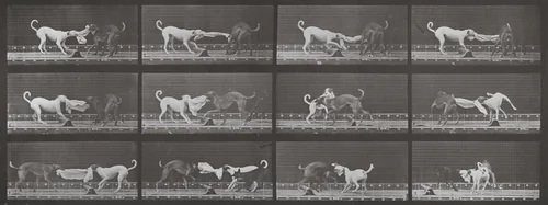 Plate Number 715. "Ike," "Maggie," etc. tugging at a towel by Eadweard Muybridge, photograph, 1887