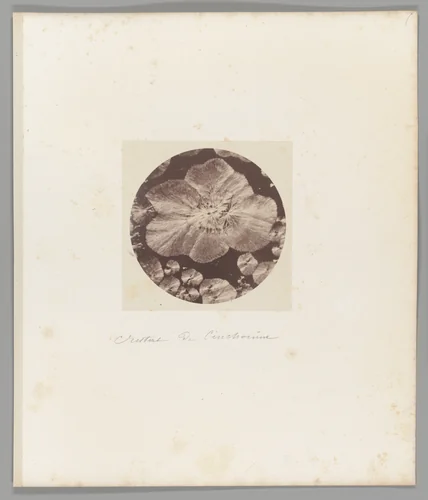 [Untitled] by Auguste-Adolphe Bertsch, photograph, 1853-1857