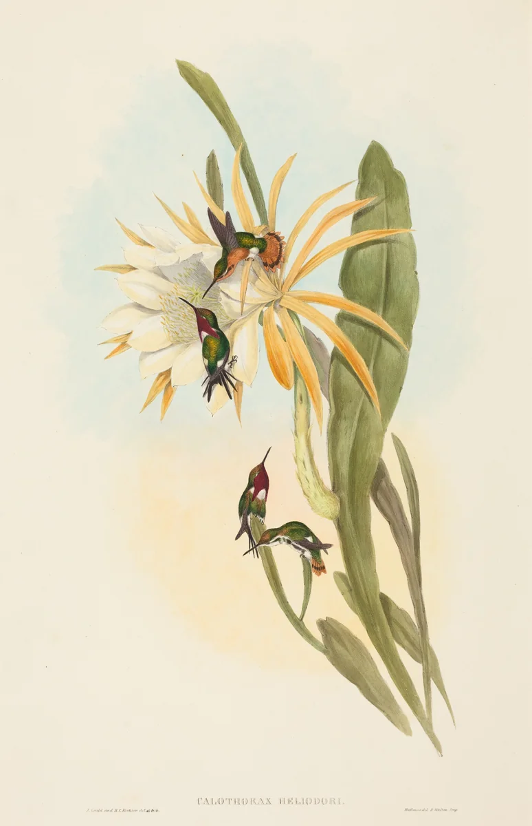 Calothorax heliodori by H.C. Richter; John Gould, print, 1804-1881