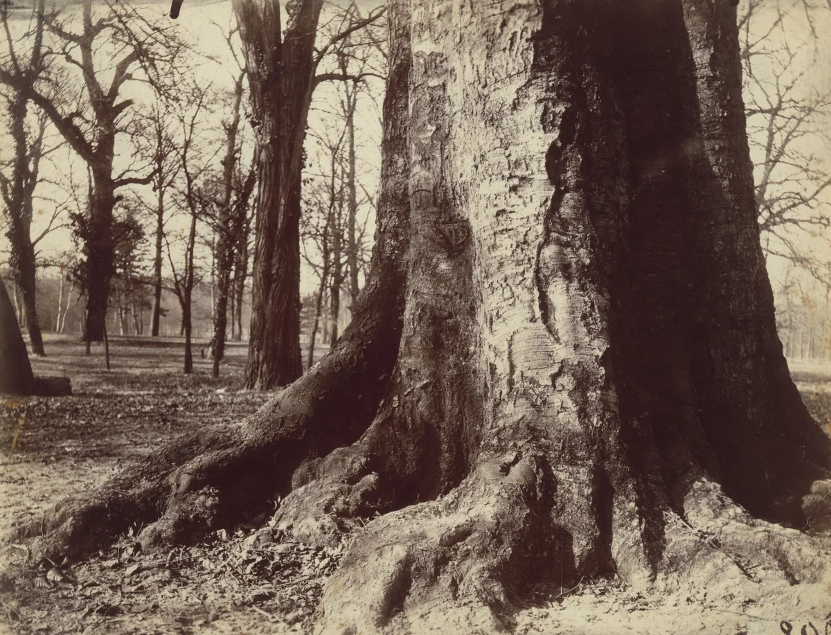 Saint-Cloud, hêtre (Beech) by Eugène Atget, photograph, 1919