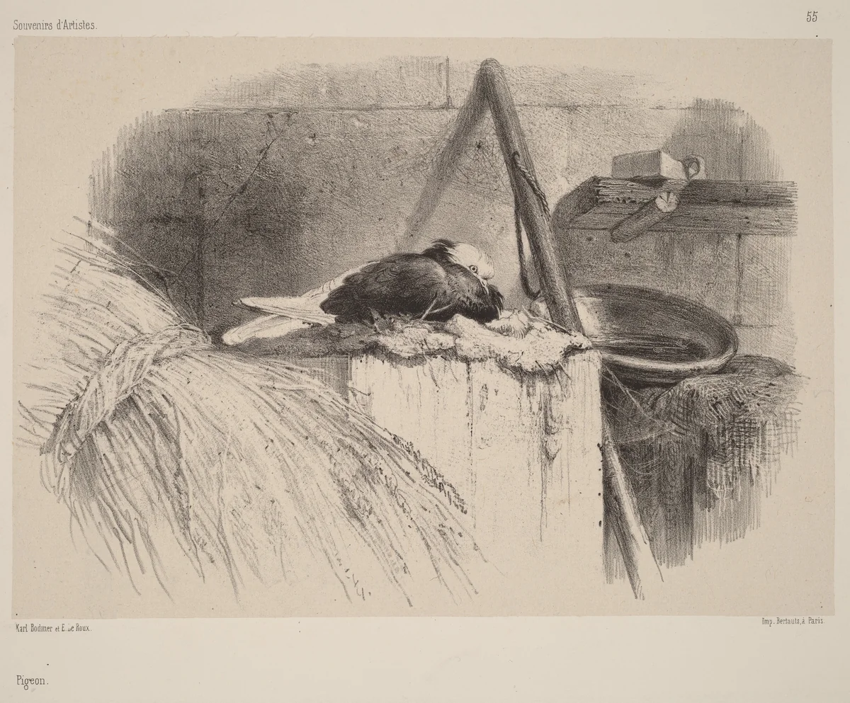 Pigeon by Karl Bodmer, print, 1809-1893