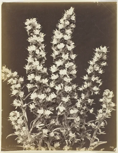 Untitled by Constant Famin, photograph, 1865-1875