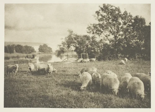 A Study of Sheep by J. B. B. Wellington, print, 1885-1895