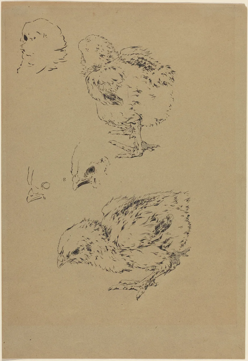 Chicks by Félix Bracquemond, drawing, 1833-1914