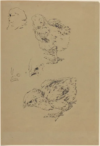 Chicks by Félix Bracquemond, drawing, 1833-1914