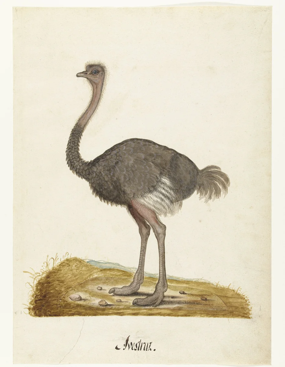 Album Sheet with an Ostrich by anonymous, drawing, 1550-1570