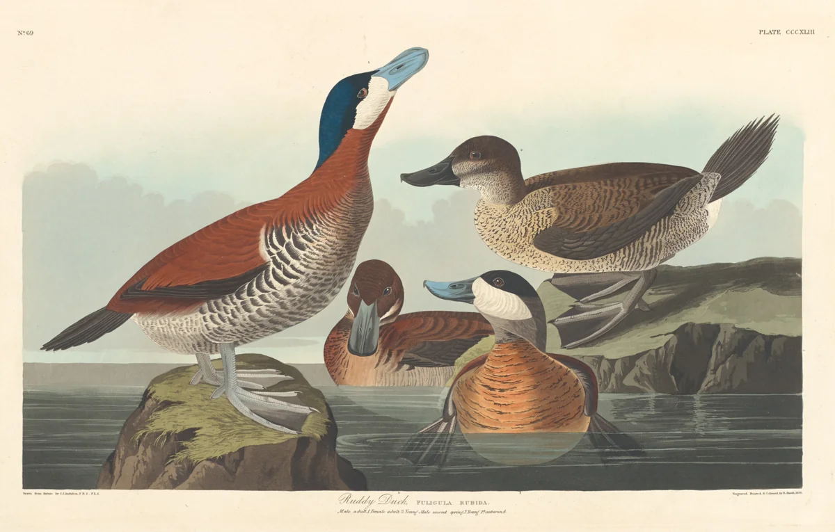 Ruddy Duck by Robert Havell, Jr.; John James Audubon, print, 1836