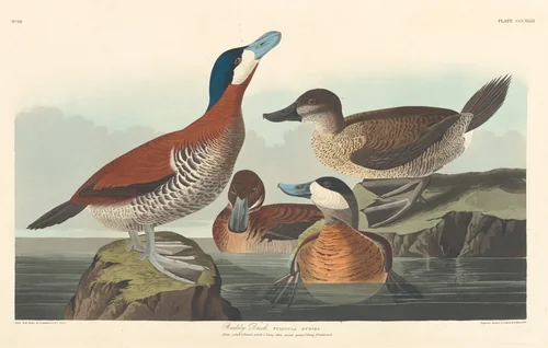 Ruddy Duck by Robert Havell, Jr.; John James Audubon, print, 1836