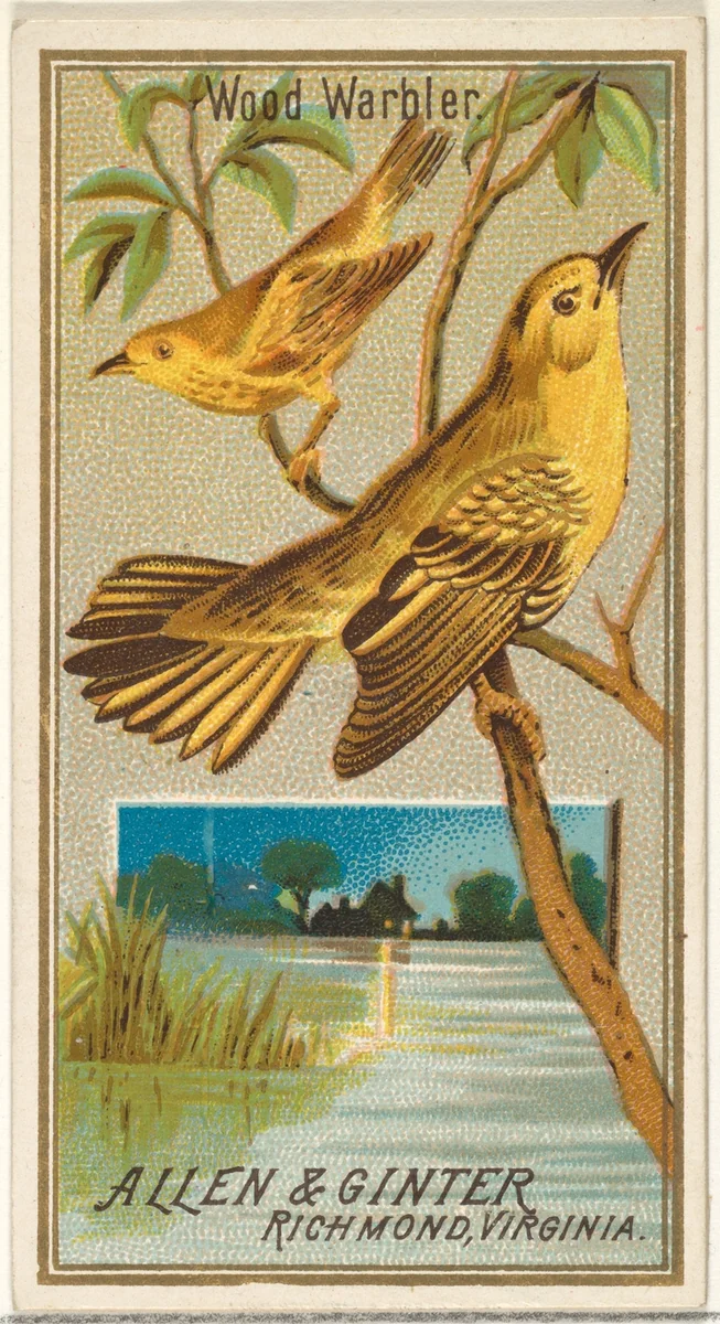 Wood Warbler, from the Birds of America series (N4) for Allen & Ginter Cigarettes Brands by Allen & Ginter, print, 1888