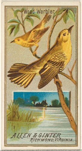 Wood Warbler, from the Birds of America series (N4) for Allen & Ginter Cigarettes Brands by Allen & Ginter, print, 1888