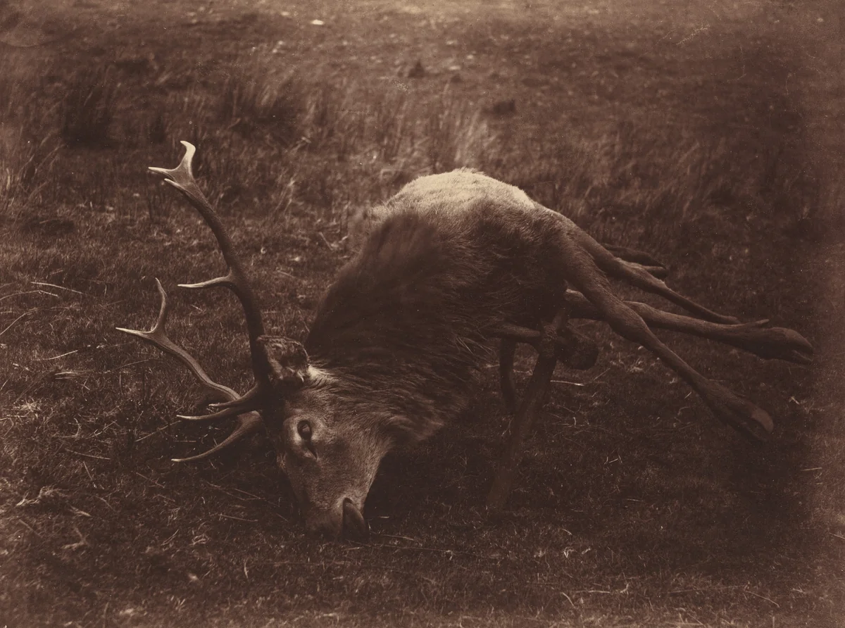 Dead Stag by Horatio Ross, photograph, 1857