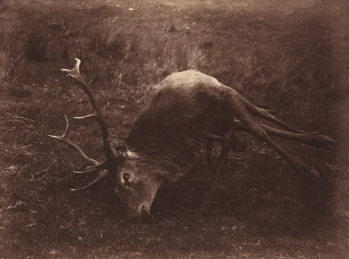 Dead Stag by Horatio Ross, photograph, 1857