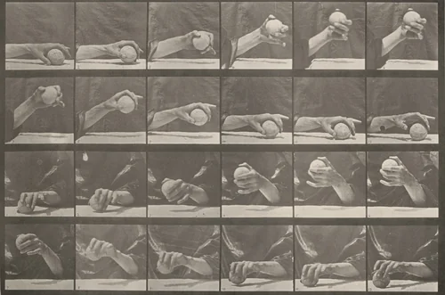 Plate Number 534. Movement of the hand, lifting a ball by Eadweard Muybridge, photograph, 1887