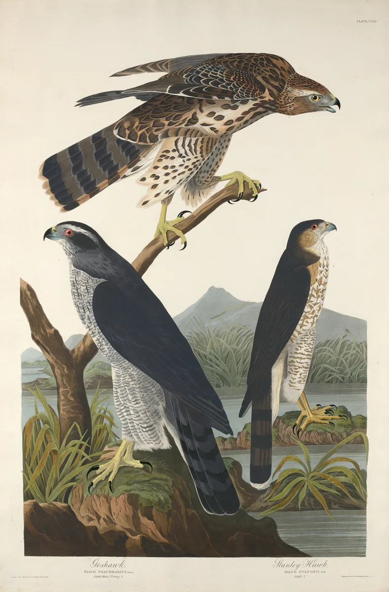 Goshawk and Stanley Hawk by Robert Havell, Jr.; John James Audubon, print, 1832