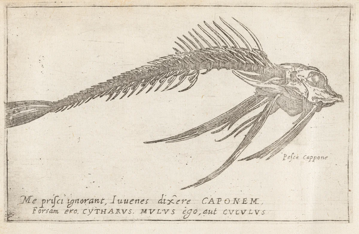 Skeleton of a Gurnard by Teodoro Filippo di Liagno, print, 1620-1621