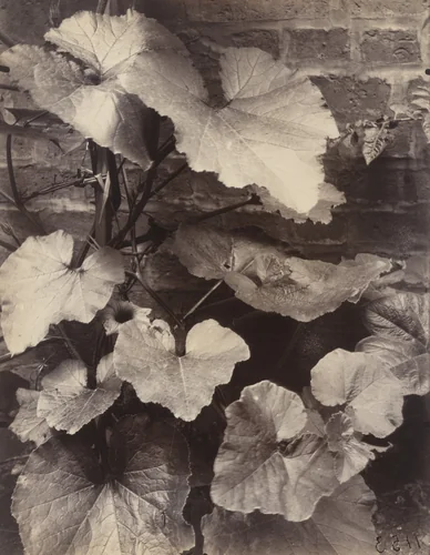 Potiron by Eugène Atget, photograph