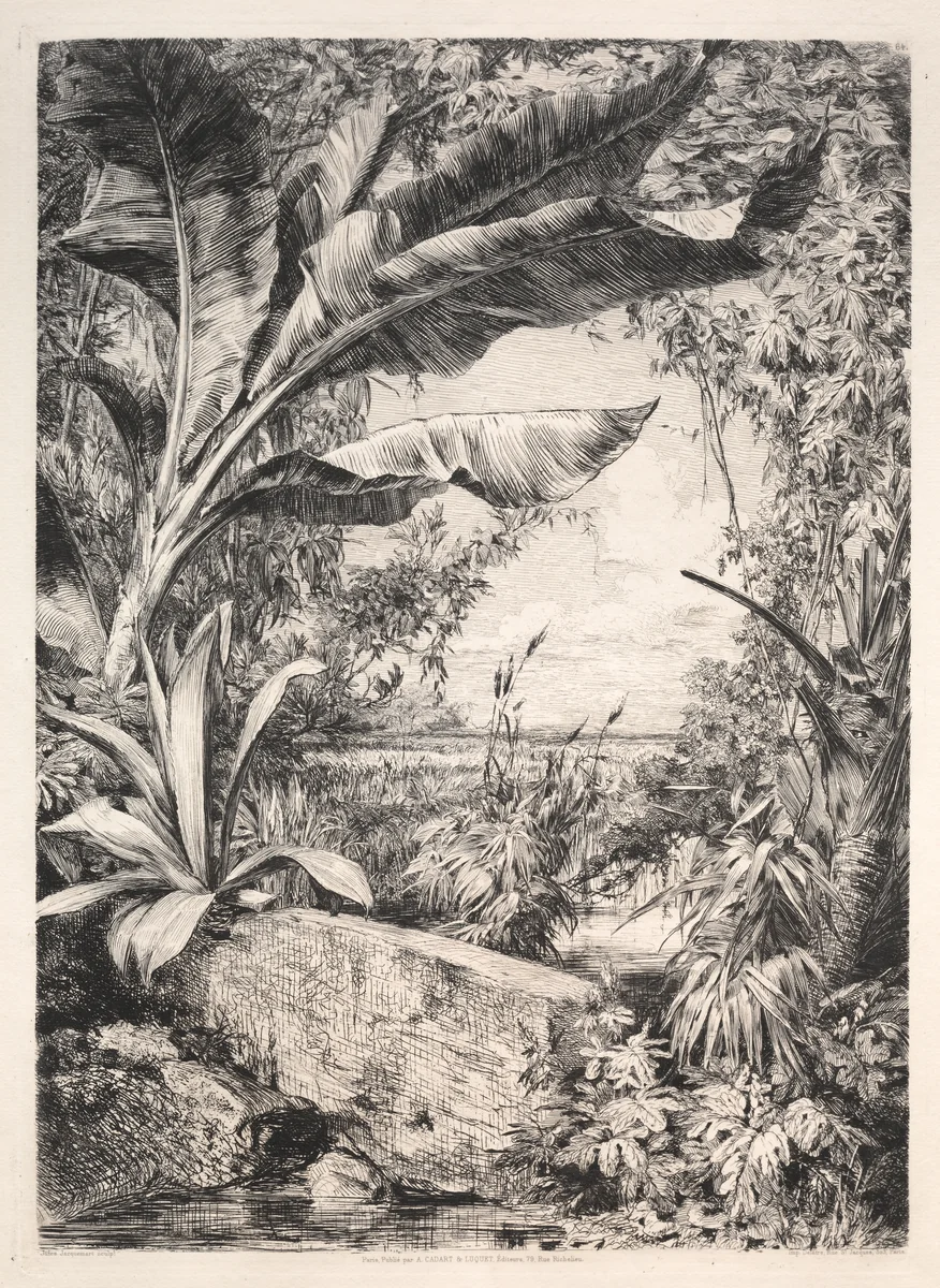 Plants of the Greenhouse by Jules Jacquemart, print, 1872