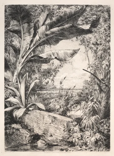 Plants of the Greenhouse by Jules Jacquemart, print, 1872
