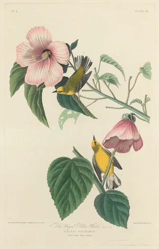 Blue-winged Yellow Warbler by Robert Havell, Jr.; John James Audubon, print, 1827