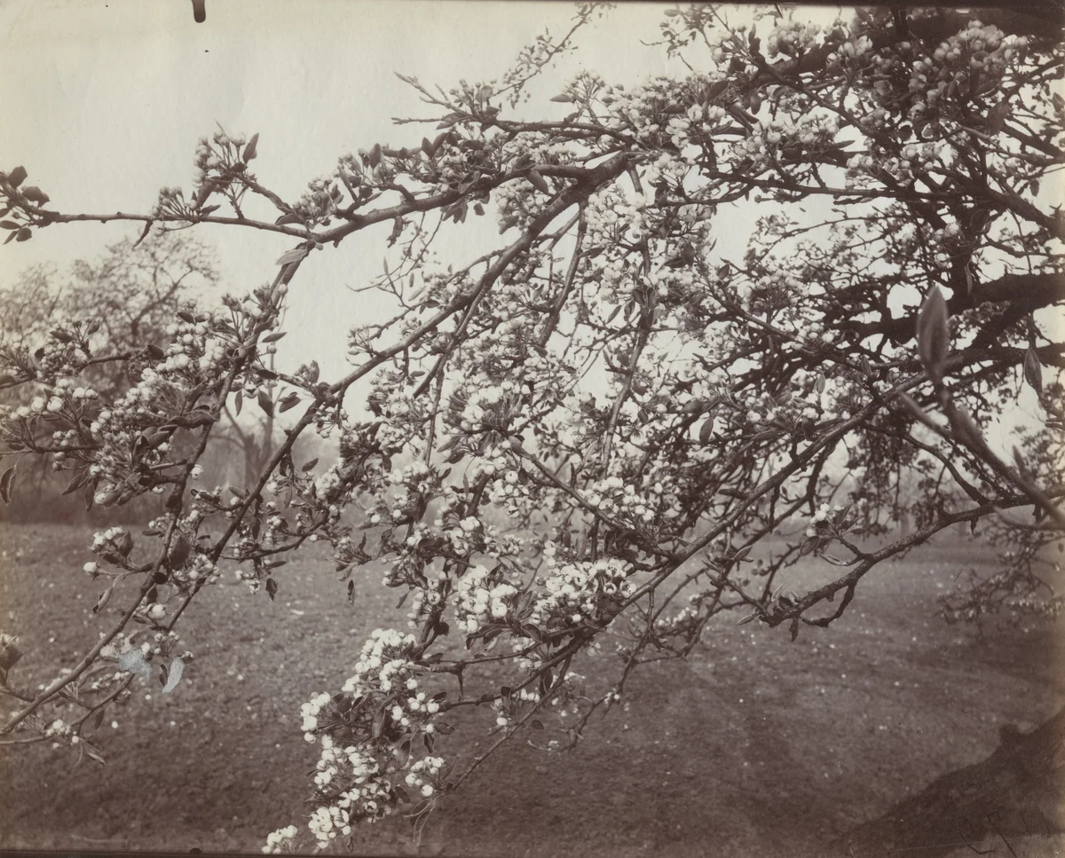 Poirier en fleurs by Eugène Atget, photograph, 1922