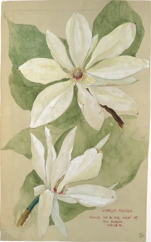 "Umbrella" Magnolia by Tiffany & Co., artwork, 1891