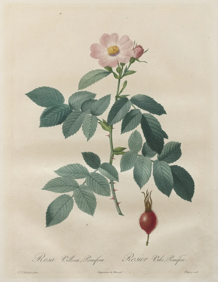 Les Roses: Rosa villosa, pomifera by Henry Joseph Redouté, print, 1817-1924