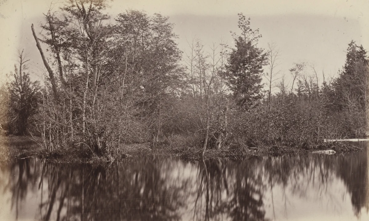 In a Swamp, Photographic Views and Studies of Canadian Scenery by Alexander Henderson, photograph, 1865