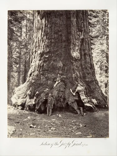 Section of the Grizzly Giant, 101 feet circumference by Carleton E. Watkins, photograph, 1865-1866