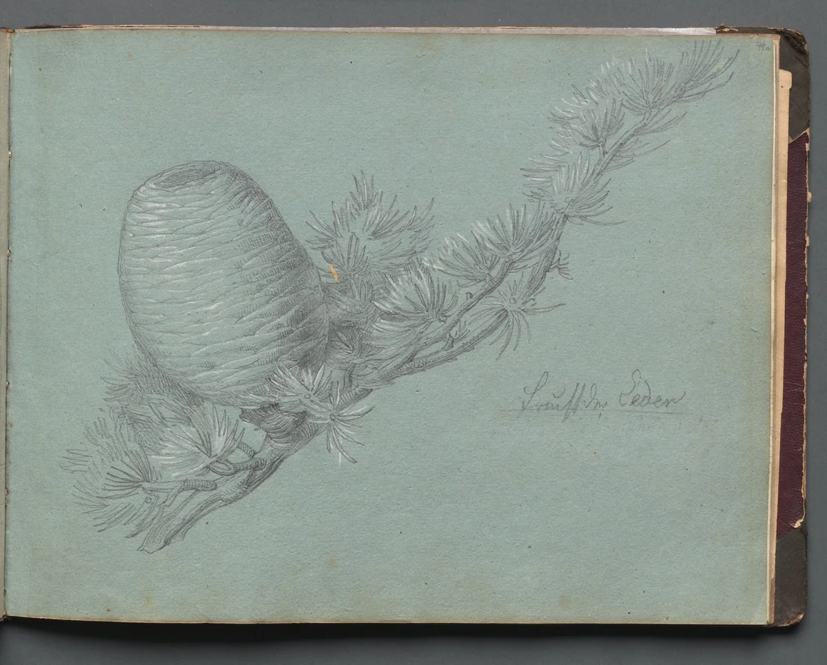 Album with Views of Rome and Surroundings, Landscape Studies, page 49a: Study of a Evergreen Branch with Pinecone by Franz Nadorp, book, 1830-1870