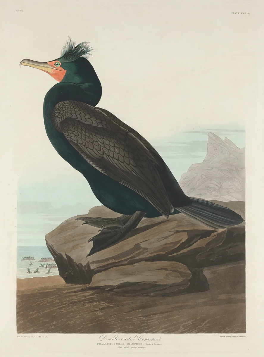 Double-crested Cormorant by Robert Havell, Jr.; John James Audubon, print, 1835
