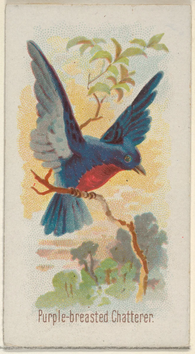 Purple-breasted Chatterer, from the Song Birds of the World series (N23) for Allen & Ginter Cigarettes by Allen & Ginter, print, 1890