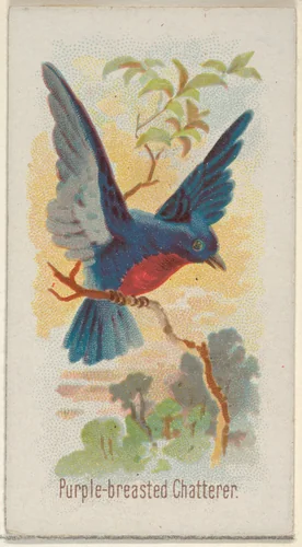 Purple-breasted Chatterer, from the Song Birds of the World series (N23) for Allen & Ginter Cigarettes by Allen & Ginter, print, 1890