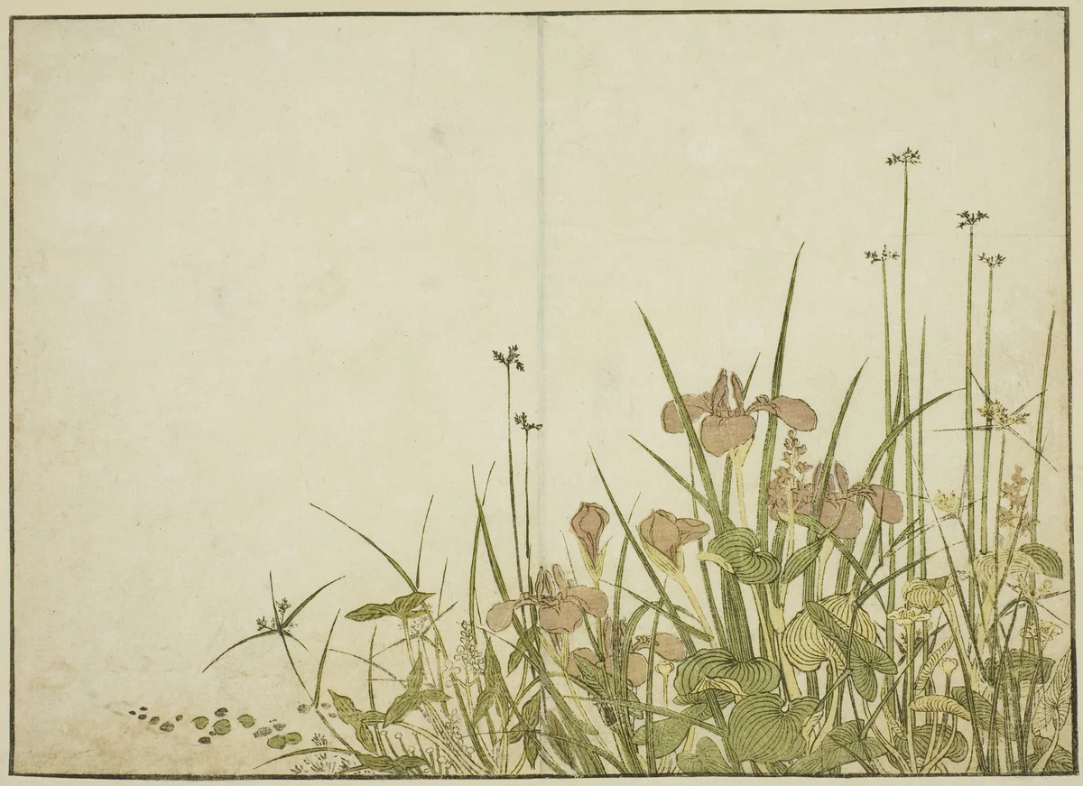 Summer Flowers: Irises and Water Plantains, from the book "Mirror of Beautiful Women of the Pleasure Quarters (Seiro bijin awase sugata kagami)," vol. 1 by Katsukawa Shunsho (勝川 春章), print, 1776