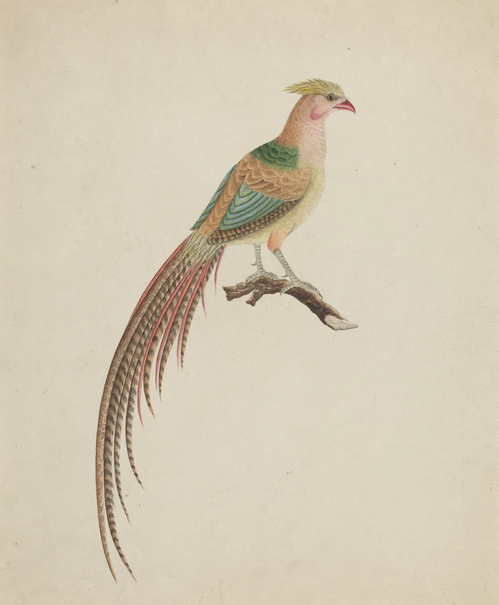 Golden Pheasant (Chrysolophus pictus) by British 18th Century, drawing, 1801