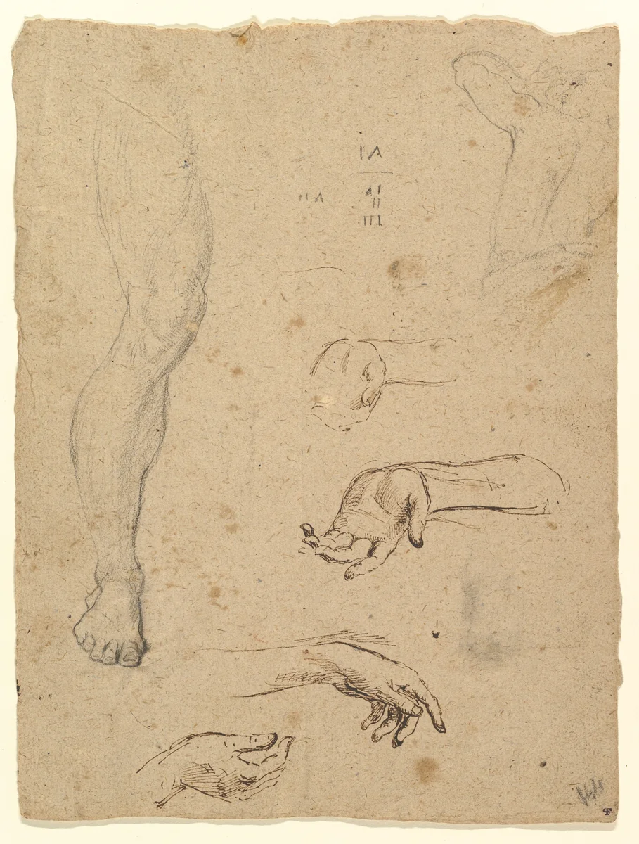 Studies of Legs, Hands, and Torso by anonymous, drawing, 1700-1750