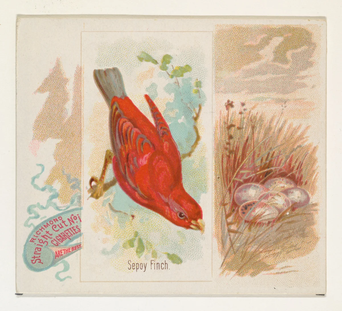 Sepoy Finch, from the Song Birds of the World series (N42) for Allen & Ginter Cigarettes by Allen & Ginter, print, 1890