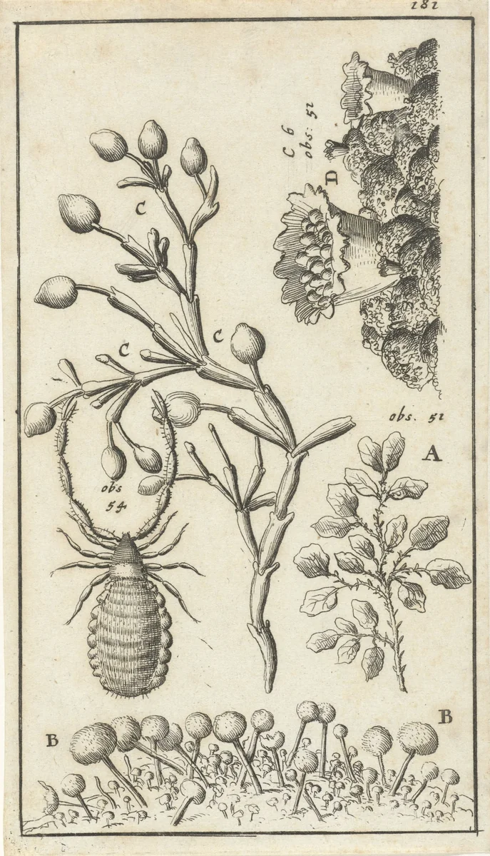 Anatomische afbeelding XVI by Jan Luyken, print, 1680-1688