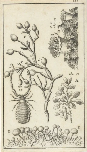 Anatomische afbeelding XVI by Jan Luyken, print, 1680-1688