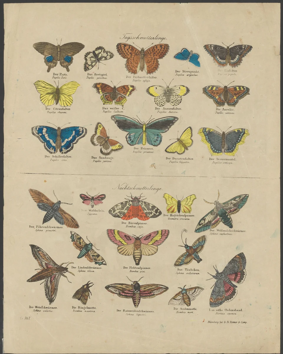 Dag- en nachtvlinders by anonymous, print, 1837-1868