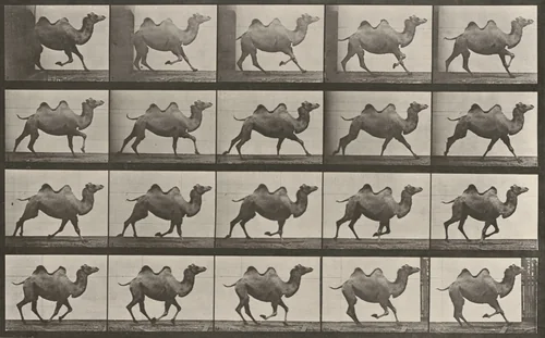 Plate Number 739. Bactrian camel galloping by Eadweard Muybridge, photograph, 1887