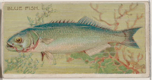 Blue Fish, from the series Fishers and Fish (N74) for Duke brand cigarettes by Knapp & Company, print, 1888
