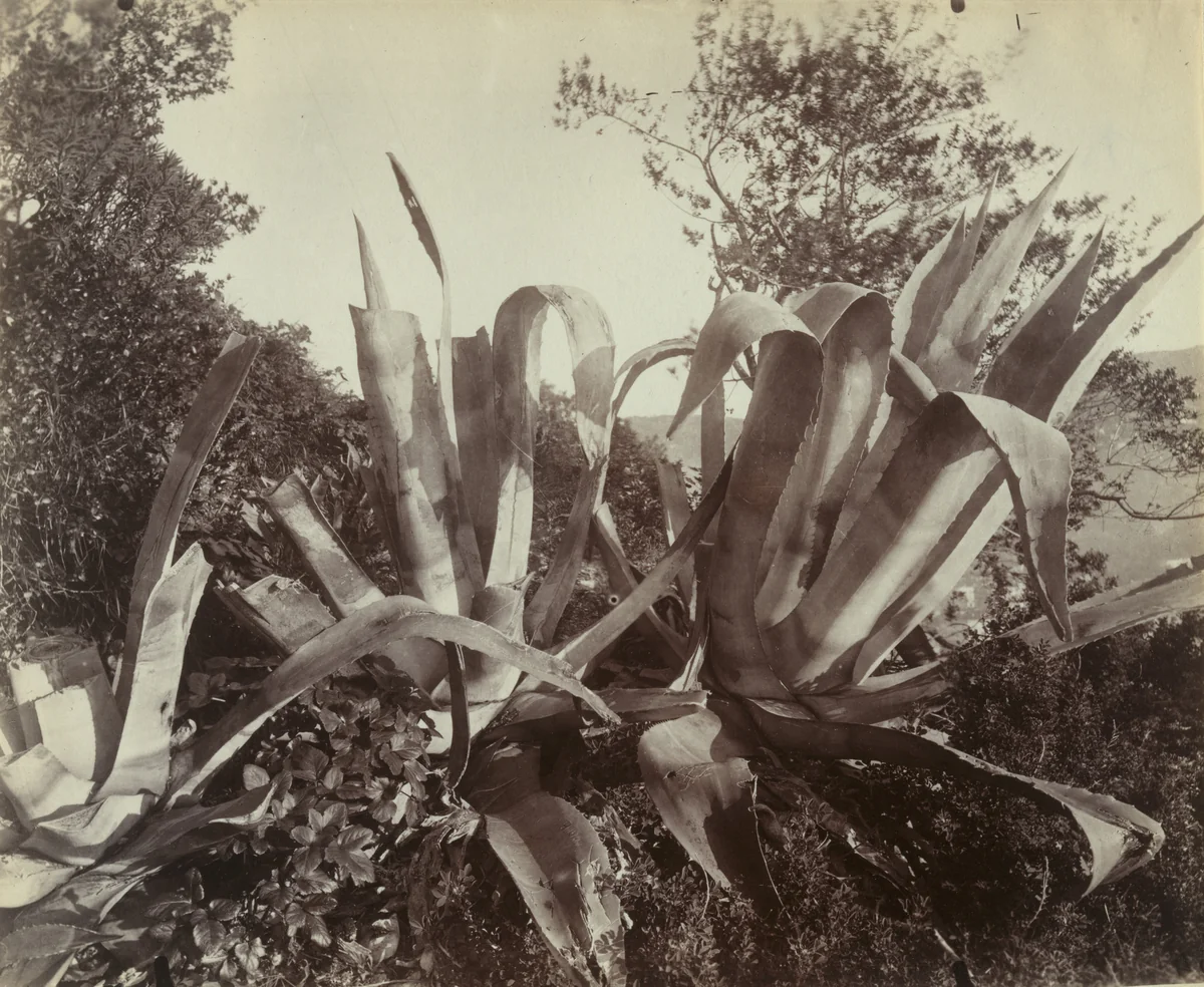 Cactus -- Nice by Eugène Atget, photograph, 1900