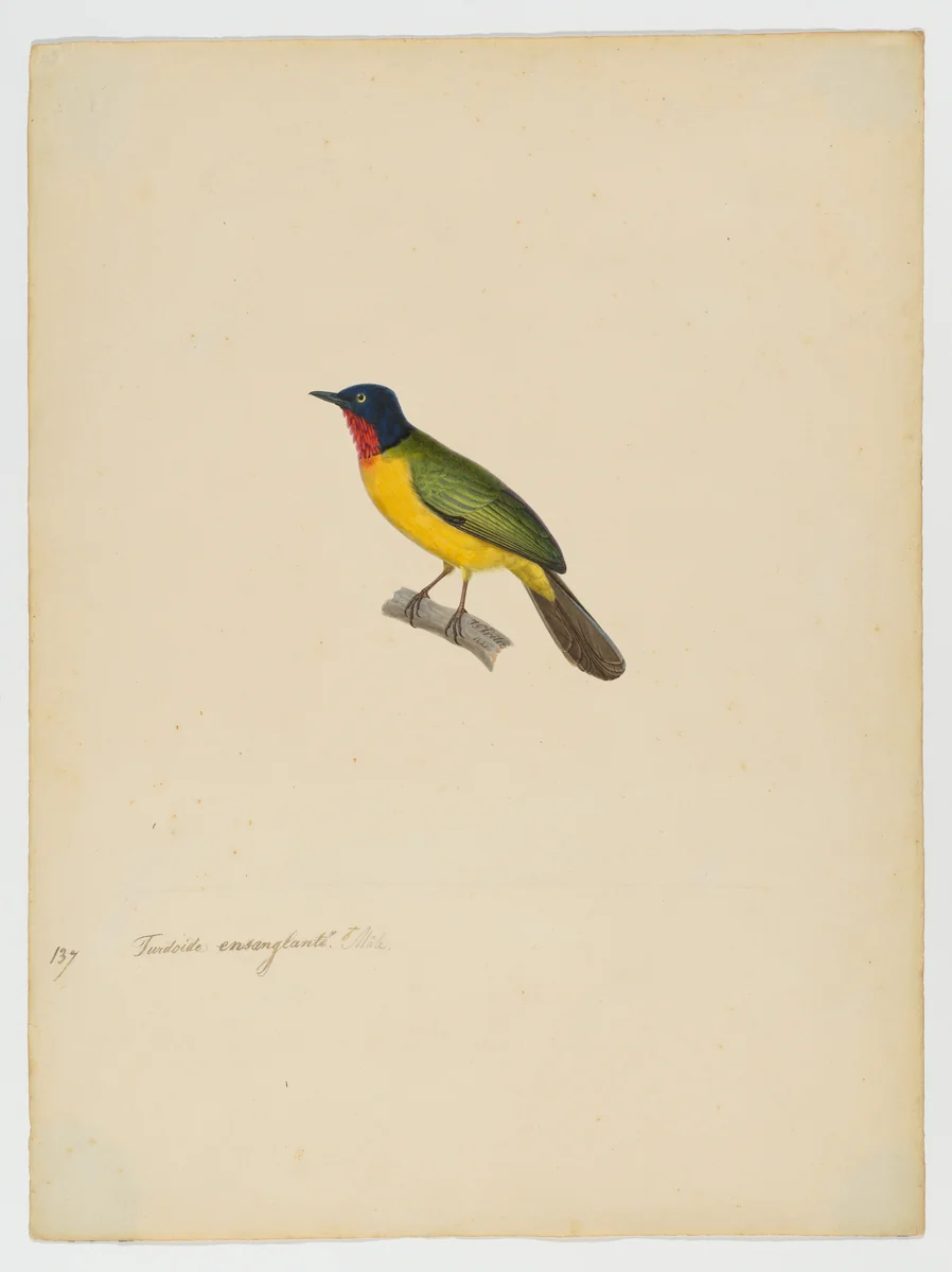 Turdoide ensanglanté, male [current name: Flame-throated Bulbul. Rubigula gularis] by Jean-Gabriel Prêtre, drawing, 1821