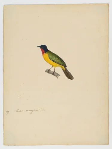 Turdoide ensanglanté, male [current name: Flame-throated Bulbul. Rubigula gularis] by Jean-Gabriel Prêtre, drawing, 1821
